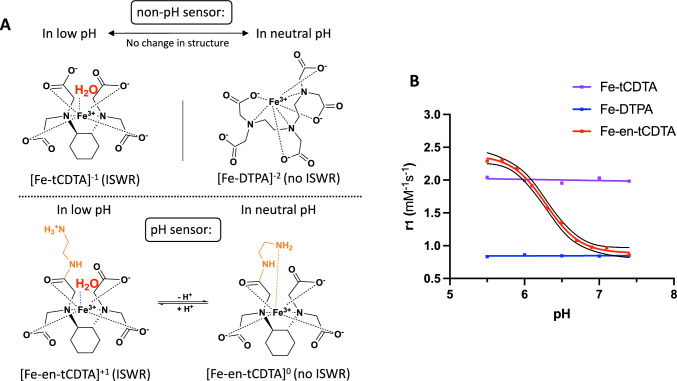 High-resolution quantitative mapping of extracellular pH by ratiometric MRI with iron chelates in a tumor mouse model.