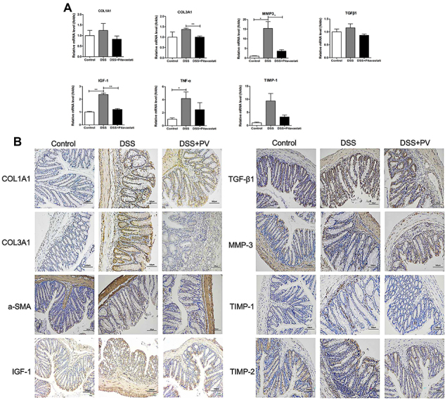 Pitavastatin reduces intestinal fibrosis in chronic colitis and inhibits colon fibroblast activation by enhancing MMP-9 expression via the IGF-1/IGF-1R pathway.