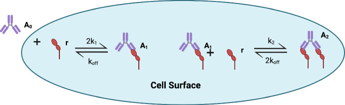 An Asymptotic Analysis of Bivalent Monoclonal Antibody-Antigen Binding.