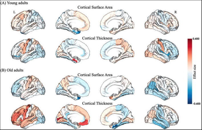 Distinct effect of partial sleep deprivation associated with gray matter changes in young and old adults.