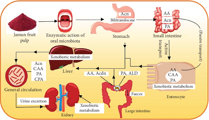 Therapeutic Potentials of Jamun (<i>Syzygium cumini</i>) and Its Integration Into Modern Food Technologies: A Review.