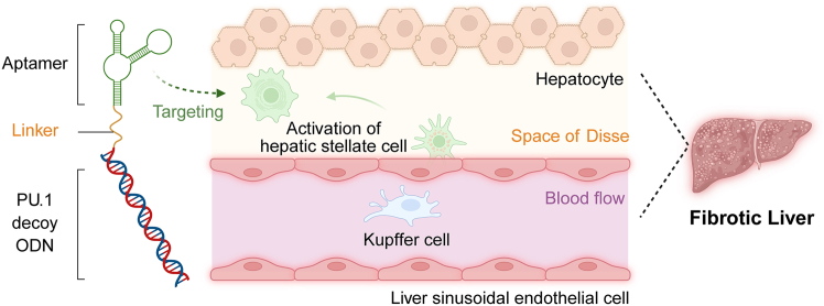 Aptamer-conjugation targets decoy-ODN-therapeutics to liver fibrosis.