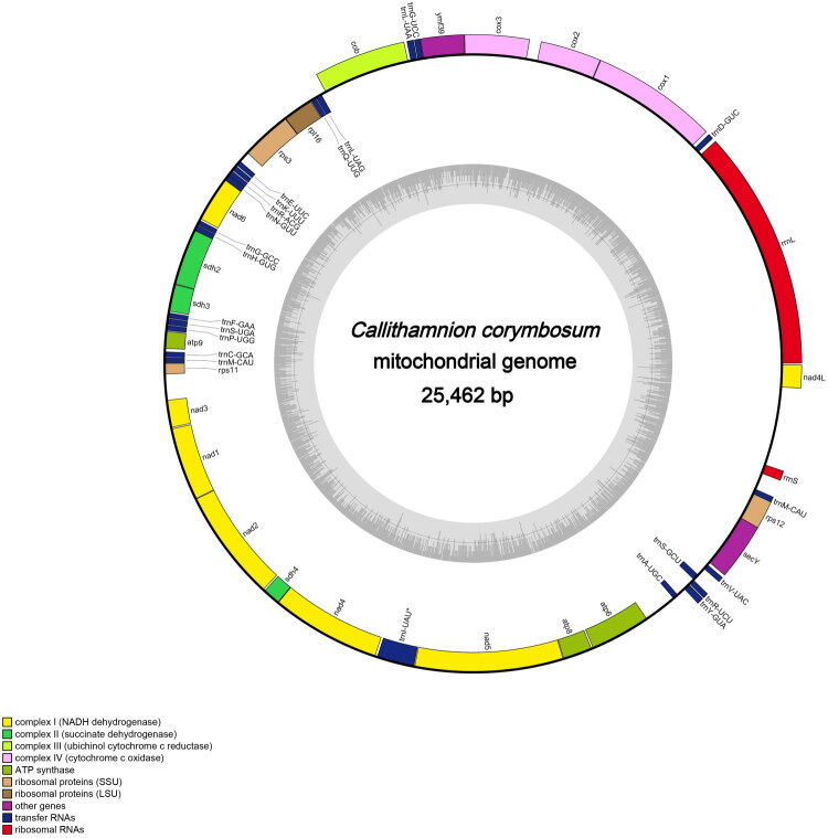 The first mitochondrial genome of <i>Callithamnion corymbosum</i> (Smith) Lyngbye 1819.