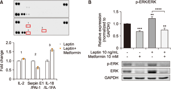Antitumor Effects of Metformin in Squamous Cell Carcinoma under Leptin Treatment Conditions.