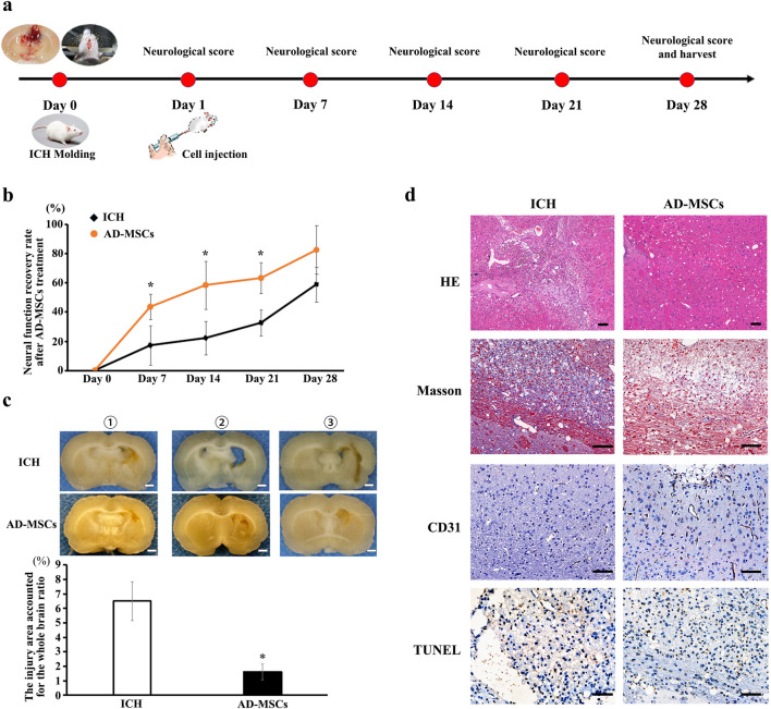 Csf1<sup>+</sup> AD-MSCs promote stroke repair by activating the resident microglia.