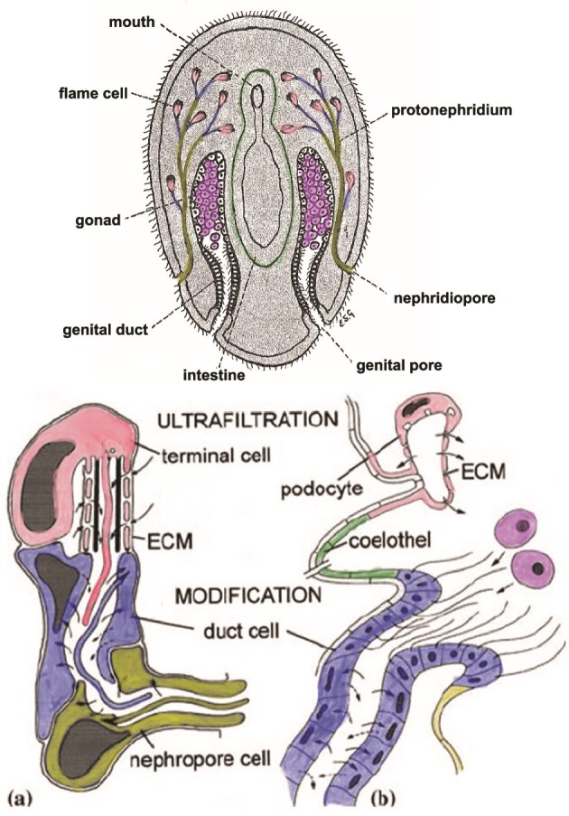 Evolutionary medicine of emunctory functions of the kidney: an empirical review.
