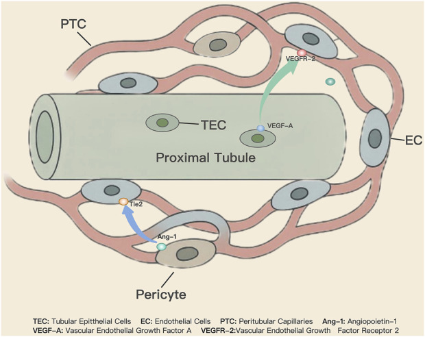 Molecular mechanisms and therapeutic advances of peritubular capillary neogenesis in acute kidney injury.