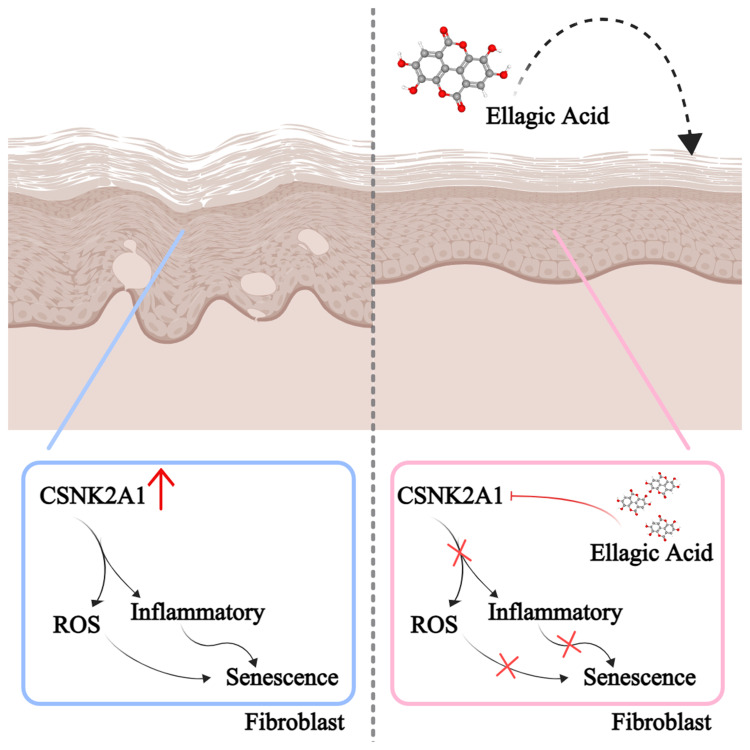 Ellagic Acid Mediates the Delay of Dermal Fibroblast Senescence via CSNK2A1.