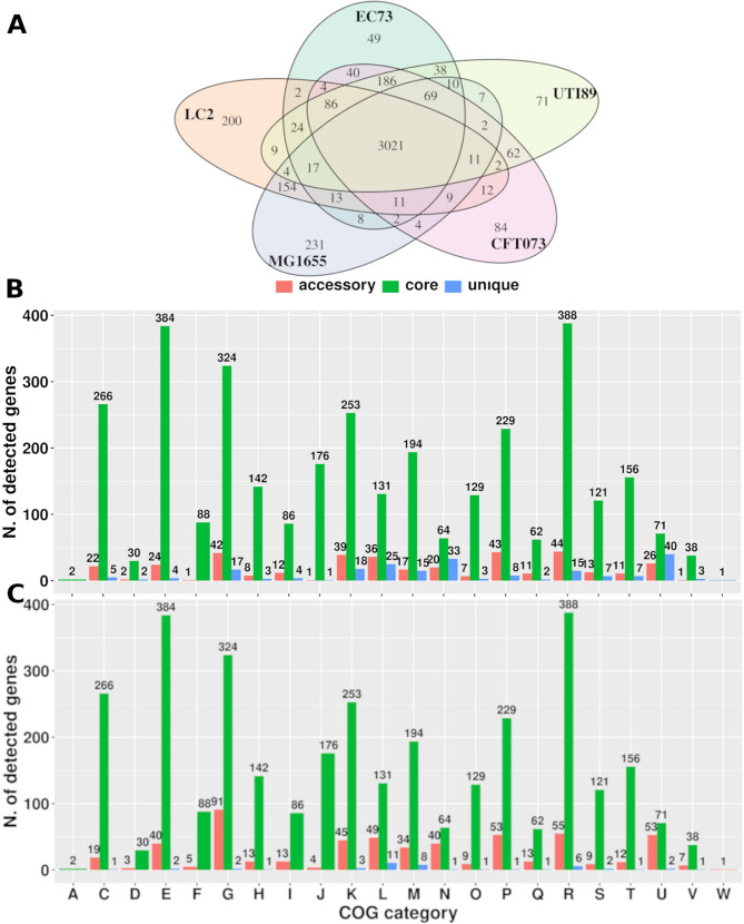 Uropathogenic Escherichia coli (UPEC) that hides its identity: features of LC2 and EC73 strains from recurrent urinary tract infections.