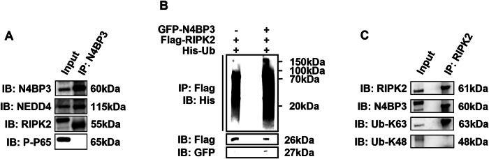 Correction: N4BP3 facilitates NOD2-MAPK/NF-κB pathway in inflammatory bowel disease through mediating K63-linked RIPK2 ubiquitination.