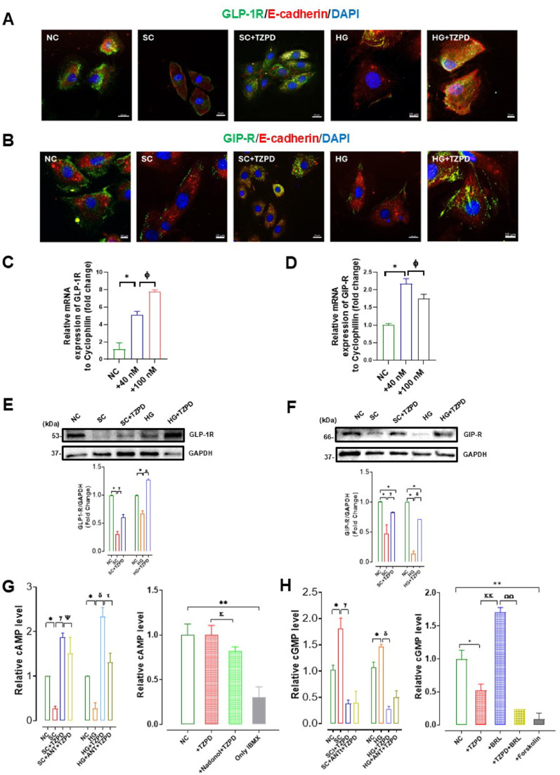 The dual GLP-1 and GIP receptor agonist tirzapetide provides an unintended interaction with the β-adrenoceptors and plays a role in glucose metabolism in hyperglycemic or senescent cardiac cells.