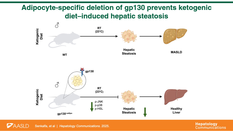 Adipocyte-specific deletion of gp130 prevents ketogenic diet-induced hepatic steatosis.