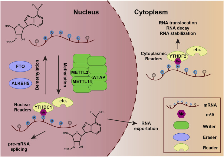 ALKBH5 in development: decoding the multifaceted roles of m<sup>6</sup>A demethylation in biological processes.