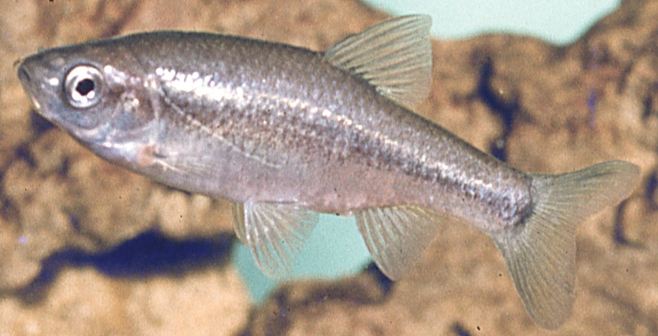﻿A new <i>Pseudophoxinus</i> species (Teleostei, Cypriniformes, Leuciscidae) from the upper Jordan River basin (Israel) with comments on the status of a few other congeneric species.
