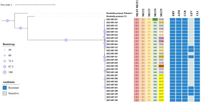 Molecular epidemiology and genomic features of Bordetella pertussis in Tianjin, China, 2023.