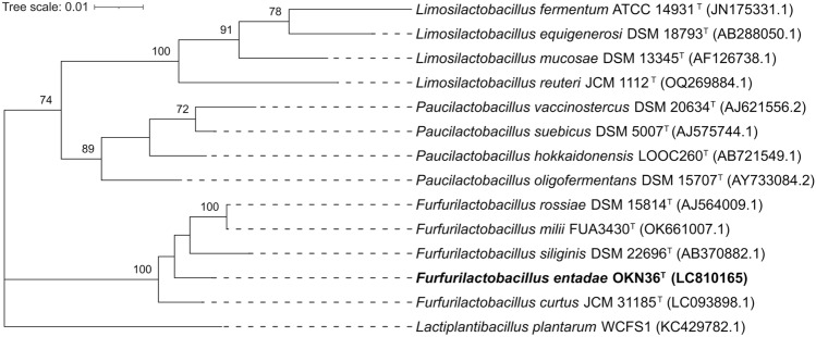 Furfurilactobacillus entadae sp. nov., Isolated from Bark of Entada phaseoloides.