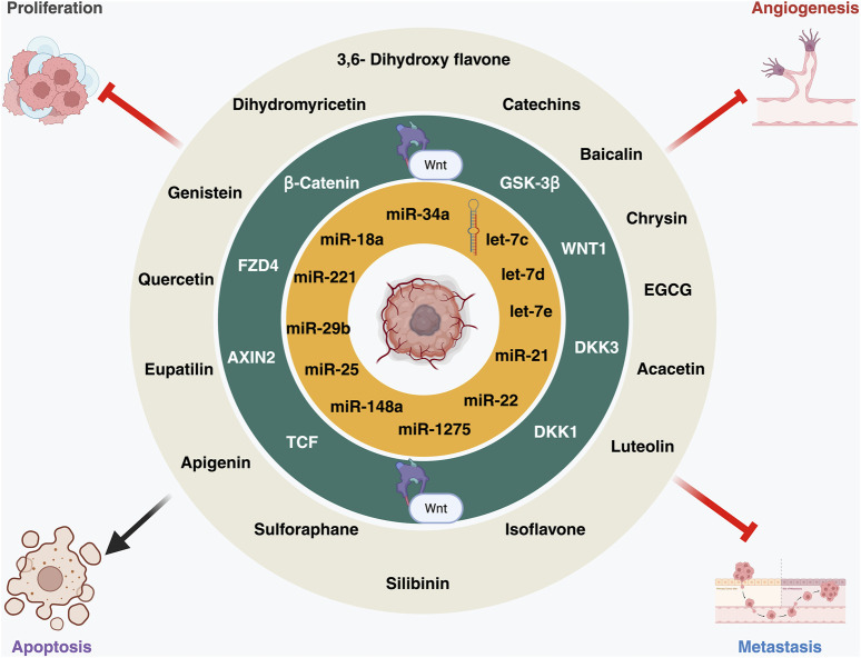 MicroRNAs at the crossroad of cancer therapeutics: insights from WNT signaling & flavonoids.