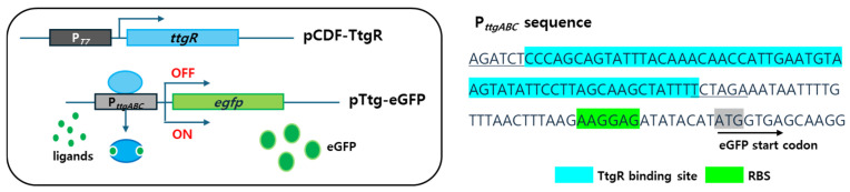 Engineered TtgR-Based Whole-Cell Biosensors for Quantitative and Selective Monitoring of Bioactive Compounds.