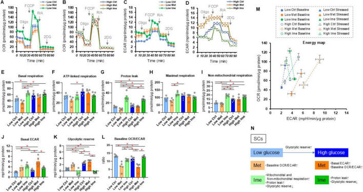 The distinct effects of metformin and imeglimin on high glucose-induced alterations in metabolic function and reactive oxygen species production in mouse Schwann cells are modulated by pemafibrate and/or fatty acid-binding proteins.