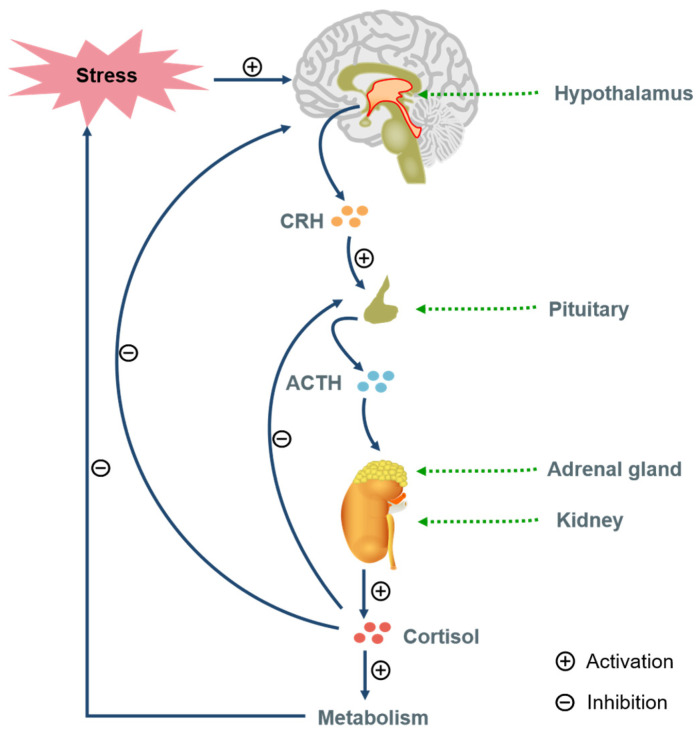 The Pathogenesis and Medical Treatment of Depression: Opportunity and Challenge.