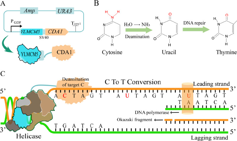 Identifying new targets for improving terpenoid biosynthesis in Yarrowia lipolytica through random genomic cytosine base editing.