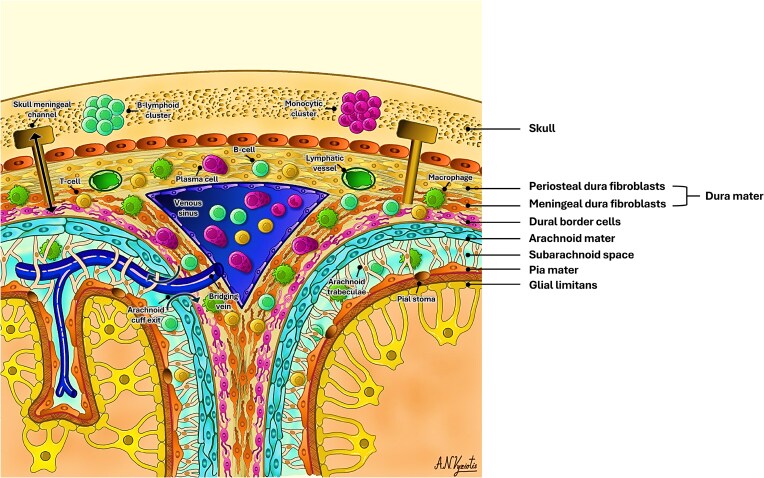 Skull-meninges-brain connectivity and extra-axial brain tumours.