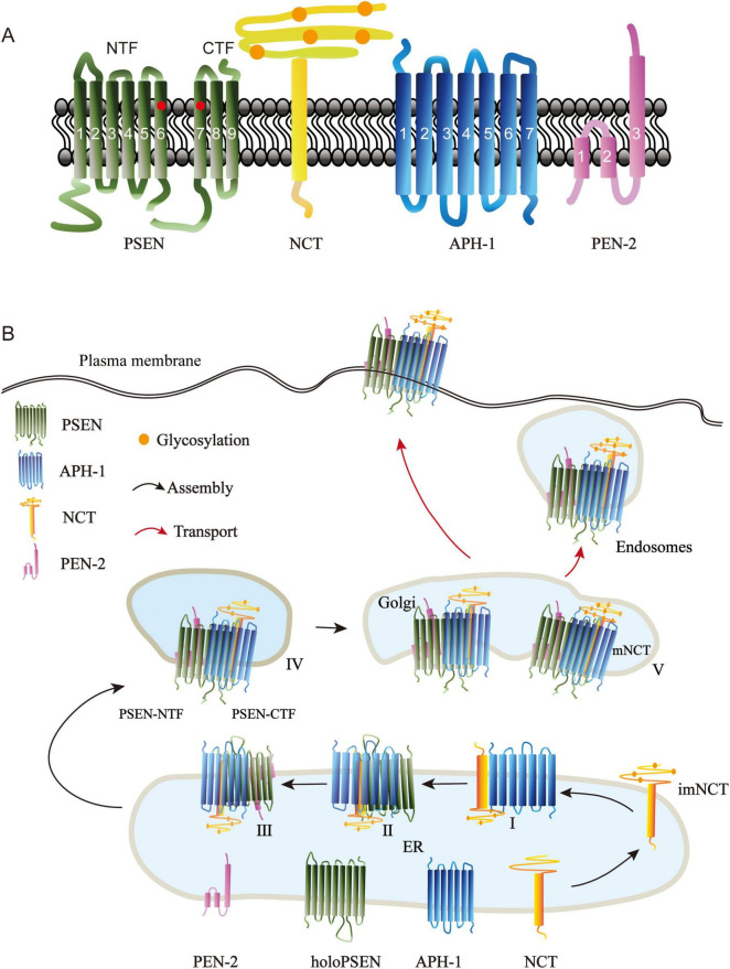 The manipulator behind "Scissors": γ -secretase and its modulators in Alzheimer's disease.