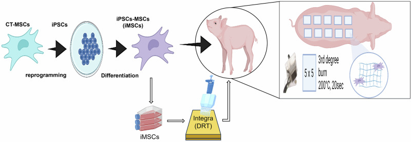 Human iPSCs-derived mesenchymal stem cells promote skin regeneration and burn wound healing.