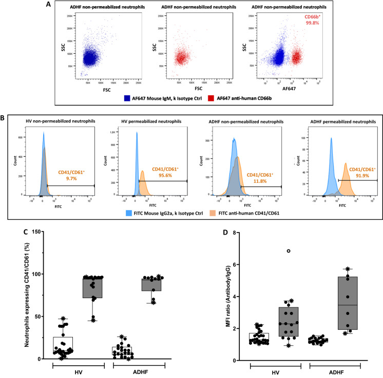 Neutrophil expression of CD41/CD61 complex contributes to their adhesiveness in both healthy individuals and heart failure patients.