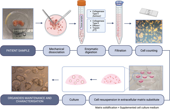 Patient-derived organoids as a model to study tubo-ovarian carcinoma: a pathologist's perspective.
