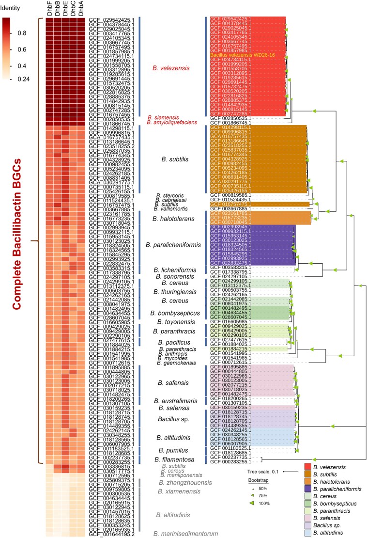 Probiotic paradox: bacillibactin from <i>Bacillus velezensis</i> drives pathogenic <i>Vibrio alginolyticus</i> proliferation through siderophore piracy.