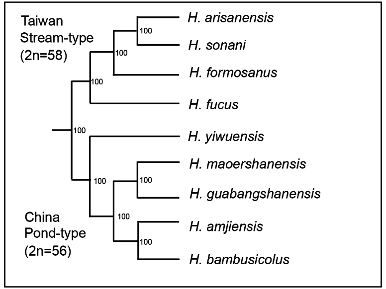 ﻿Karyotype of <i>Hynobiusfucus</i> Lai et Lue, 2008, a salamander endemic to Taiwan with comments in memory of June-Shian Lai, a pioneer in studies of mountainous salamanders (Urodela, Hynobiidae).