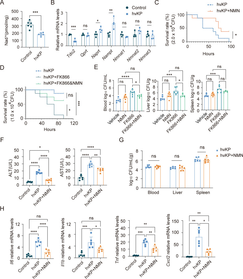 β-Nicotinamide mononucleotide protects against hypervirulent <i>Klebsiella pneumoniae</i> bloodstream infection and liver injury.