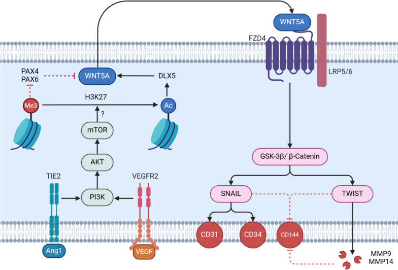 Endothelial transdifferentiation of glioma stem cells: a literature review.