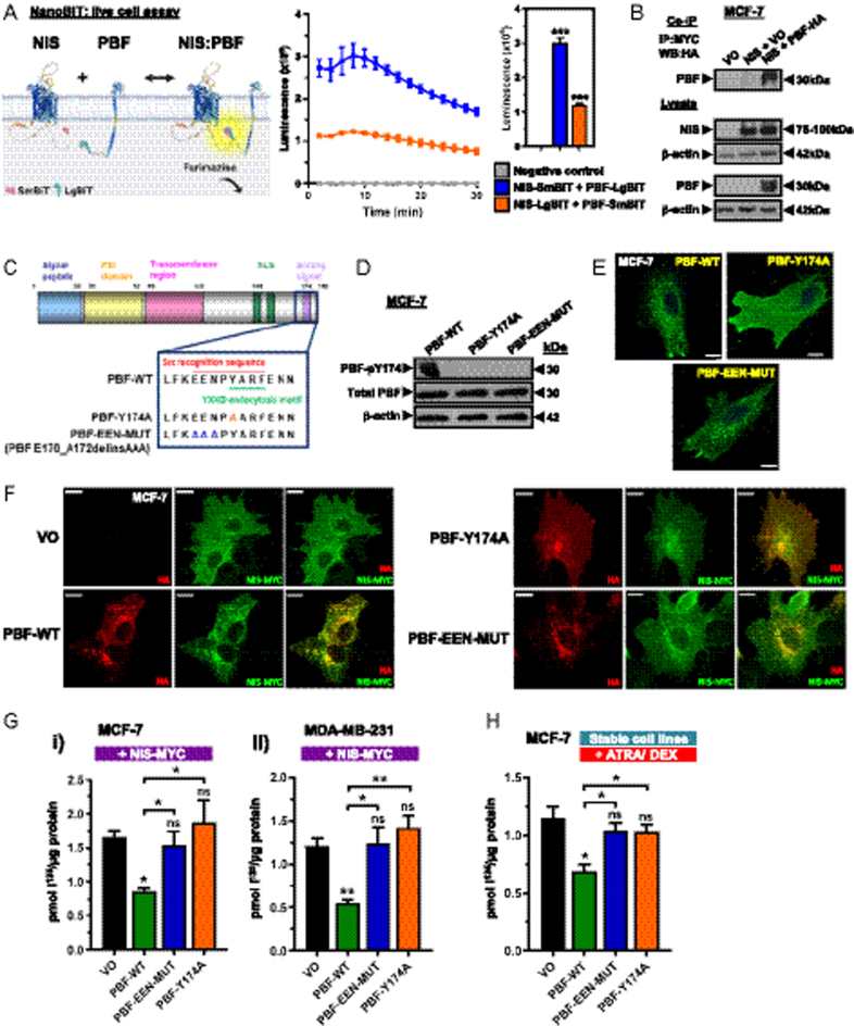 Targeting Src tyrosine kinase to enhance radioiodide uptake in breast cancer.