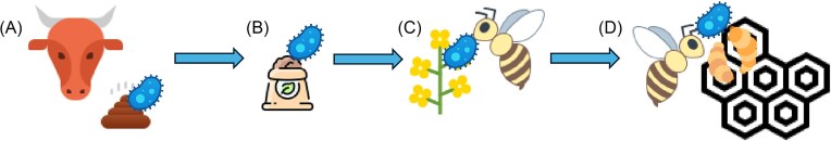 Friend or foe? Concentration of a commensal microbe induces distinct responses in developing honey bees exposed to field-realistic pesticide concentrations.