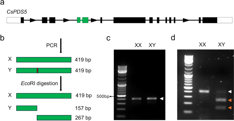 A simple and reliable PCR-based method to differentiate between XX and XY sex genotypes in Cannabis sativa.