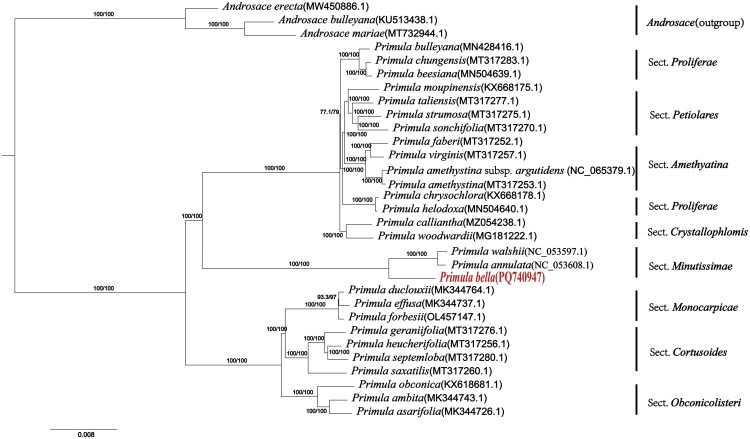 The complete chloroplast genome of <i>Primula bella</i> (Primulaceae): a species endemic to the Hengduan Mountains in China.