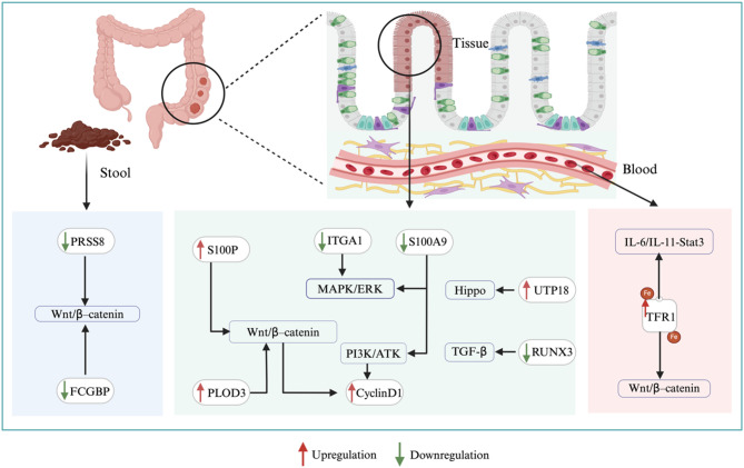 Unveiling the protein landscape for early detection of colorectal precancerous lesions.