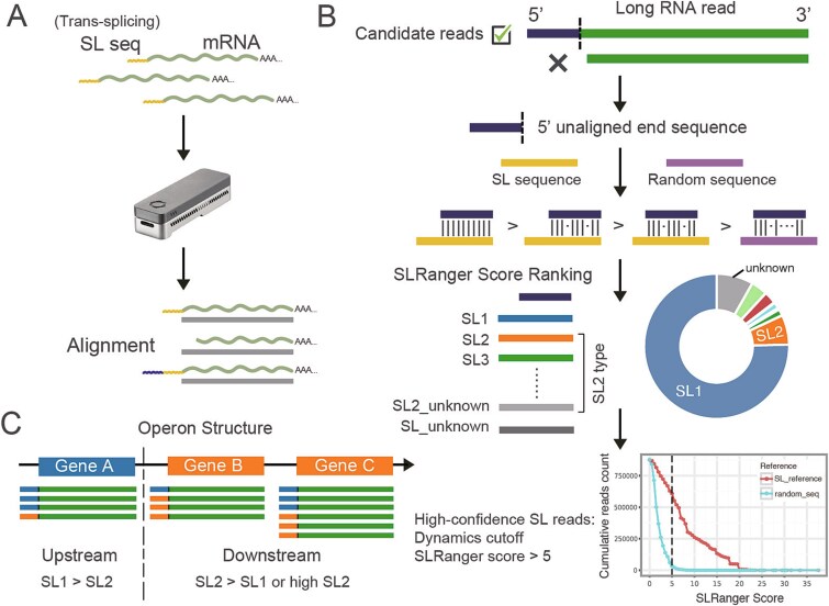SLRanger: an integrated approach for spliced leader detection and operon prediction using long RNA reads.