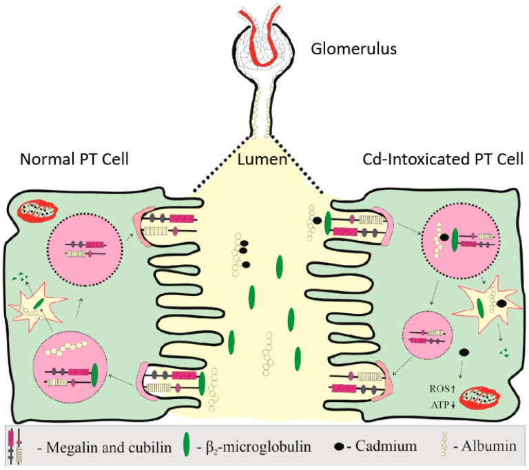 Hypertension in People Exposed to Environmental Cadmium: Roles for 20-Hydroxyeicosatetraenoic Acid in the Kidney.