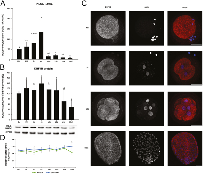 The timing of maternal protein degradation during mammalian preimplantation development is species-specific.