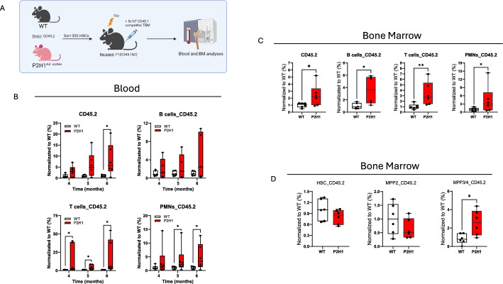 Hypoxia inducible factor 1α-driven steroidogenesis impacts systemic hematopoiesis.
