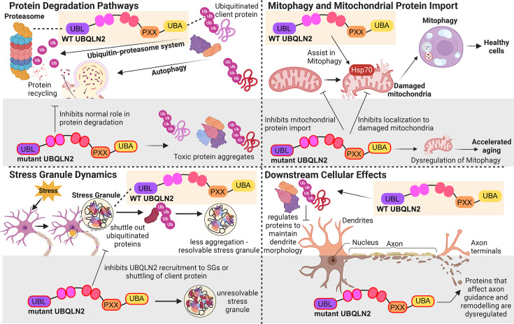 UBQLN2 in neurodegenerative disease: mechanistic insights and emerging therapeutic potential.