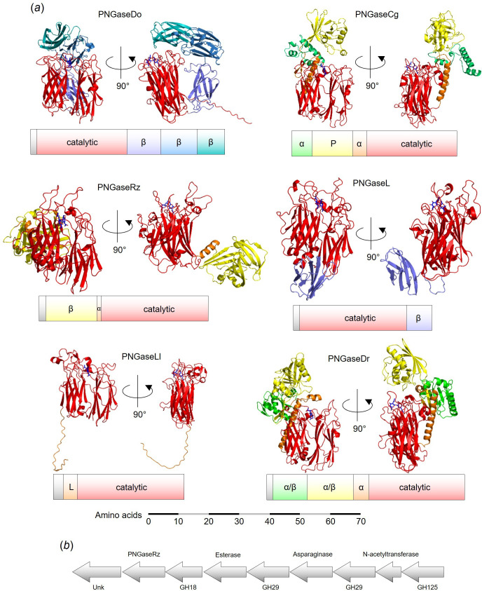 PNGaseL from <i>Flavobacterium akiainvivens</i> targets a diverse range of N-glycan structures.