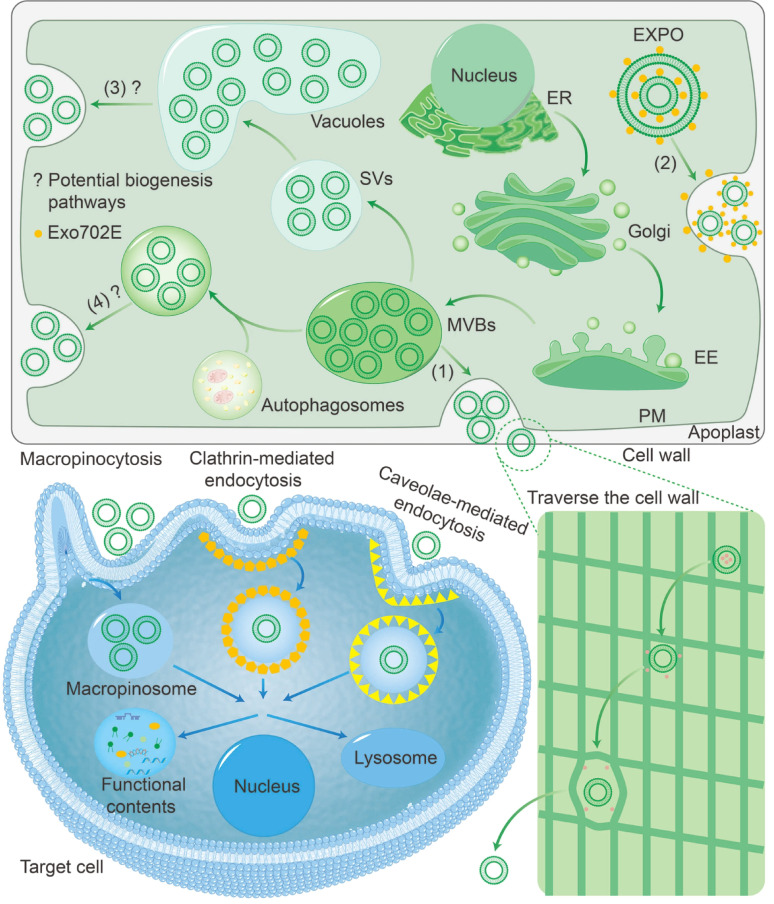 The potential of plant-derived vesicles in treating periodontitis and associated systemic diseases: current advances and future directions.