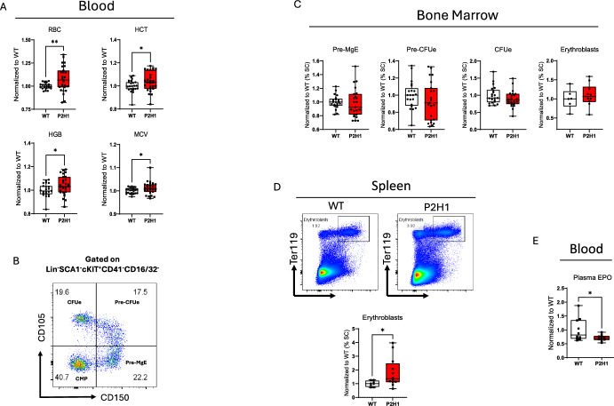 Hypoxia inducible factor 1α-driven steroidogenesis impacts systemic hematopoiesis.