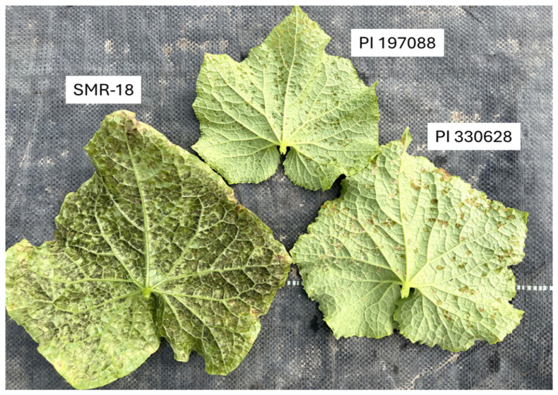 Transfer of Downy Mildew Resistance Genes from Wild Cucumbers to Beit Alpha Types.