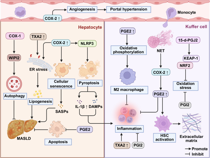 Arachidonic acid metabolism in metabolic dysfunction-associated steatotic liver disease and liver fibrosis.