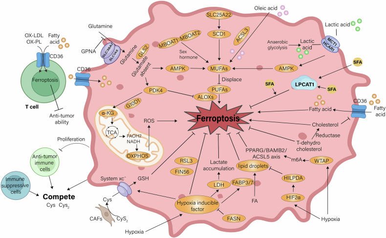 Exploring the role of ferroptosis in esophageal cancer: mechanisms and therapeutic implications.